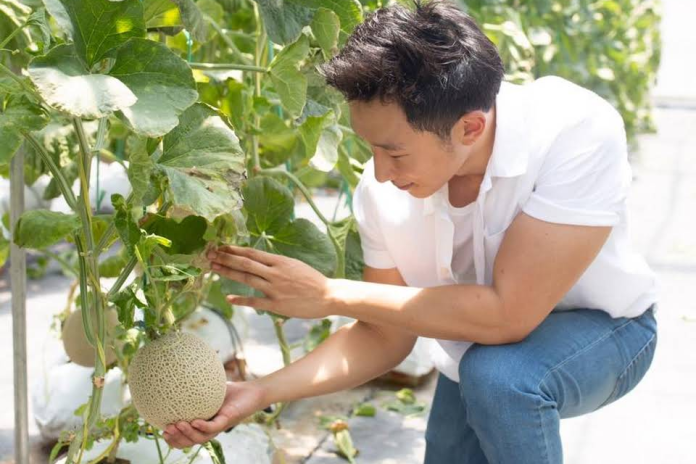 Each greenhouse takes up an acre and is typically manned by four employees. Photo: Superfish