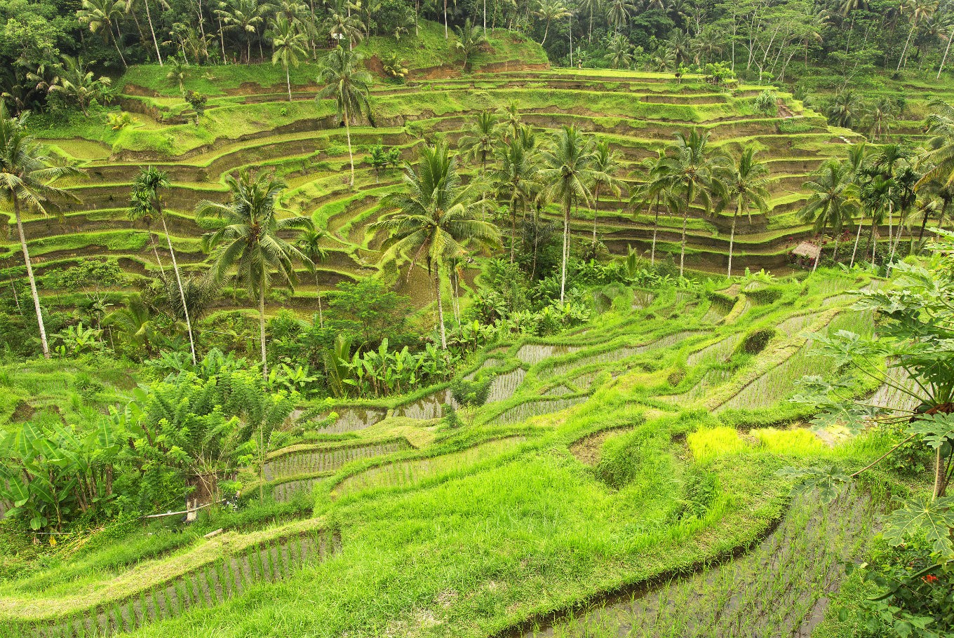 Terraced paddy fields in Ubud, Bali. (Shutterstock/File)