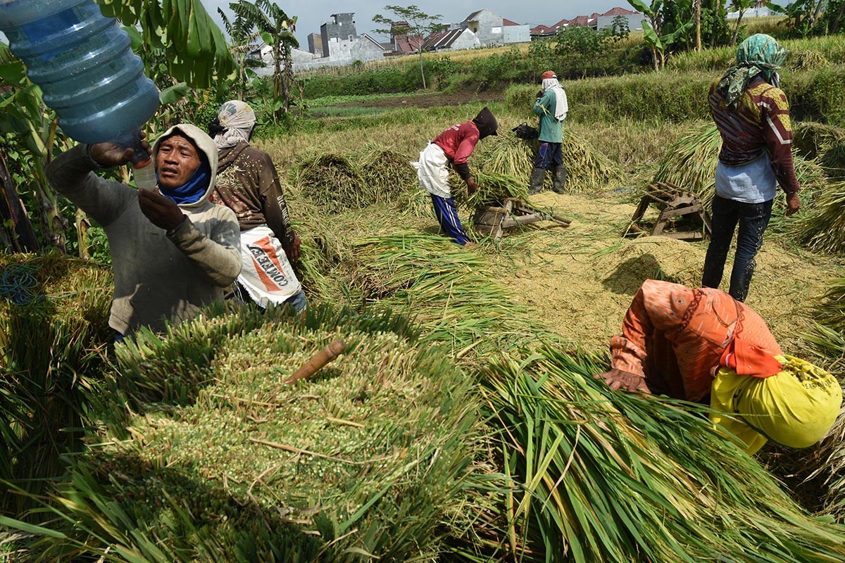 Farmers harvest rice in Tegalgondo village, Malang, East Java. Research, Technology and Higher Education Minister Bambang Brodjonegoro said Indonesia needed to increase agricultural research to improve rice productivity in the country.(JP/Aman Rochman)