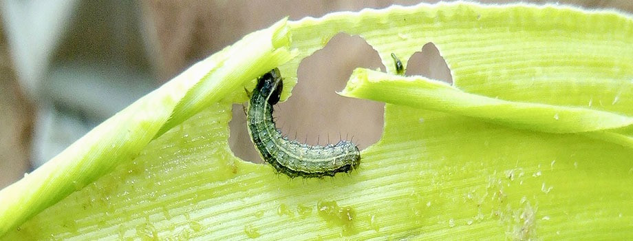 The United Nations’ Food and Agriculture Organization (FAO) has alerted Indonesia to the migration of the fall armyworm. (Courtesy of FAO/-)
