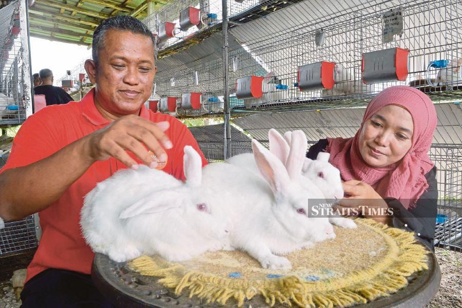 Fakhrurrazi Mohd Habib (left) with Norzaimila Zainudin with New Zealand White rabbits reared by the former in Klang. NSTP/Faiz Anuar