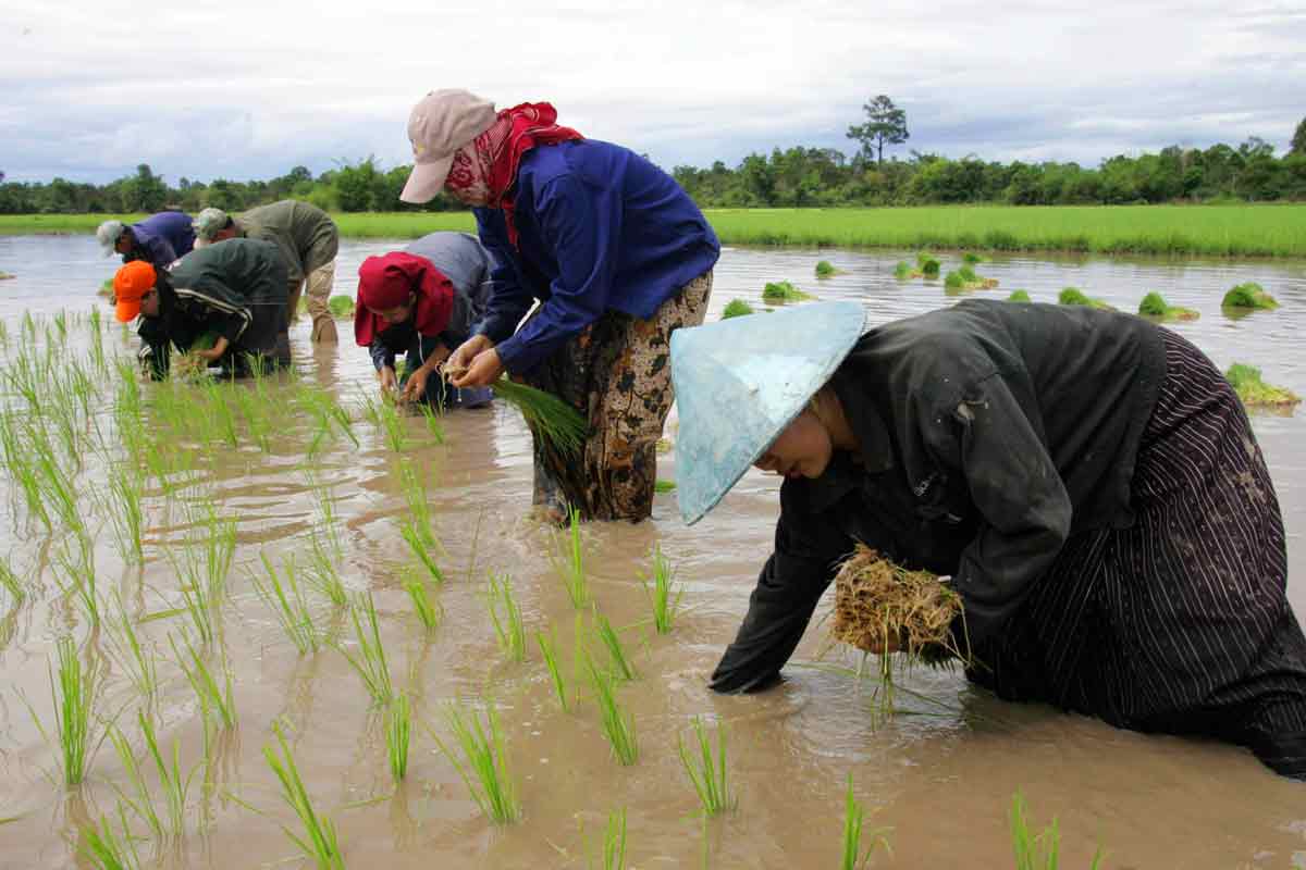 This file photo shows farmers planting rice on a field in the outskirts of Vientiane, Lao. (AFP Photo)