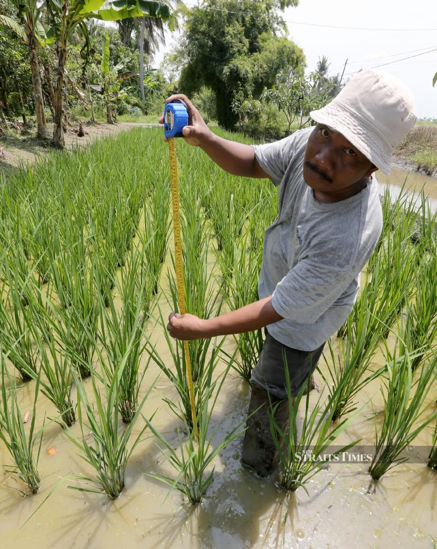 Jaafar Zakaria, 46, was named the Muda Agricultural Development Authority (Mada) Young Farmer Icon today. (NSTP/SHAHRIZAL MD NOOR)