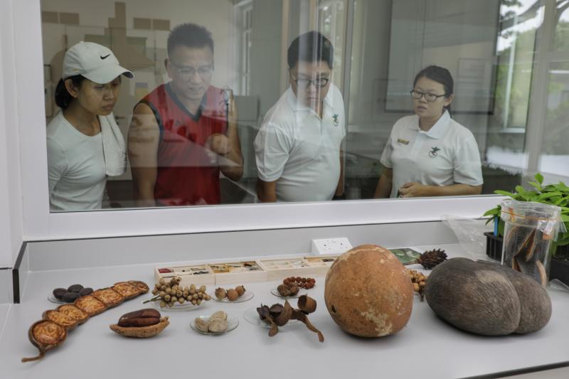The new seed bank complements the Botanic Garden's existing living collection of 10,000 plant species, where plant species of botanical significance and conservation concern are also grown and studied. PHOTO: LIANHE ZAOBAO