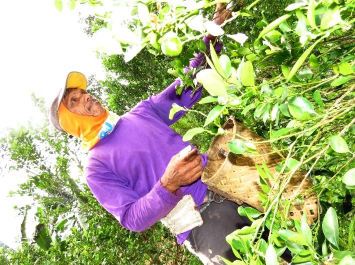 A farmer harvesting calamansi fruits using improvised hand tool (attached in thumb) to prevent fruit damage.