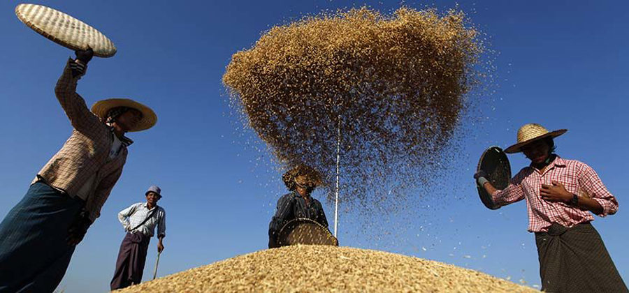 Farmers scatter rice to clean it after collection from a field in Naypyitaw on January 26, 2012. / Reuters