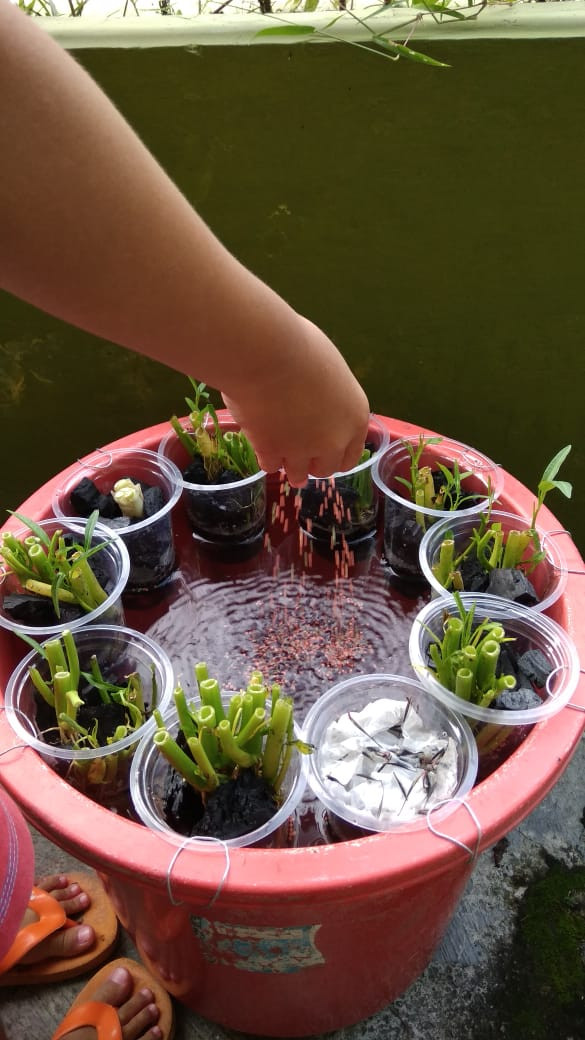 Plastic cups are used to house plants and are placed on top of a makeshift catfish pond owned by Yogyakarta resident Arsih, who started her own small garden as a way to cope with the stress of the COVID-19 outbreak, as well as to provide food for her family. (Courtesy of/Arsih)