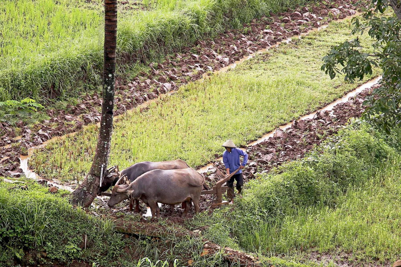 A farmer plows rice fields using two buffaloes near a rest area of the Bawean-Salatiga toll road in Central Java on Nov. 2. Ahead of the rainy season, farmers have begun preparing for the next crop of rice. (Photo Credit: JP/PJ Leo)