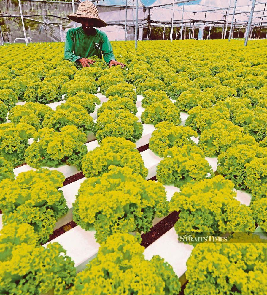 Farming as a career should be made appealing to millennials given that conventional jobs may become scarce because of the Covid-19 pandemic. FILE PIC