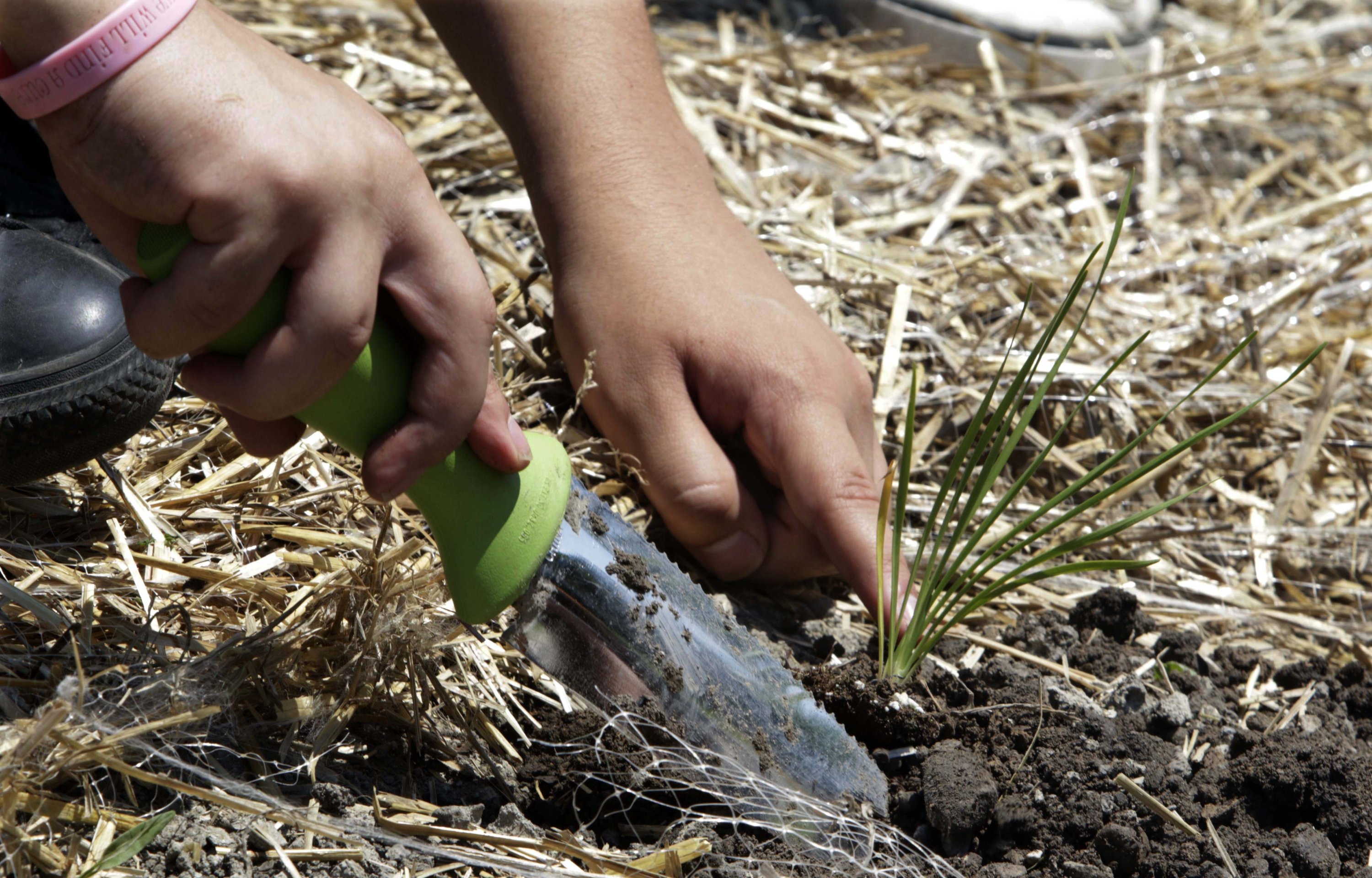 A man puts an onion plant in the ground during a gardening exercise with the American Indian Center in Chicago, Illinois, July 10, 2014 (Photo by: Associated Press)