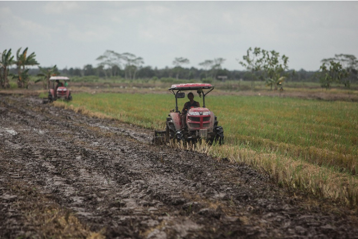Field work: Farmers use tractors to plow rice fields in Belanti village, Central Kalimantan, on Sept. 4. Agriculture is among sectors that has grown during the COVID-19 pandemic. (Antara/Makna Zaezar)