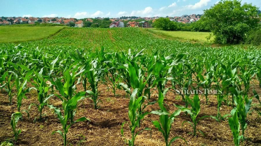 Our government should gazette Felcra lands and other idle lands into “permanent food production” lands instead of rehabilitating them into rubber or oil palm plantations. Photo: ESSA ABU YAMIN