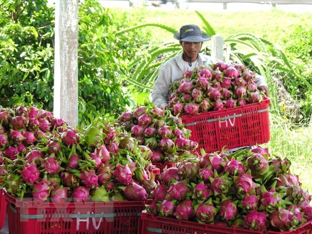 Harvesting dragon fruits in Binh Thuan (Photo: VNA)