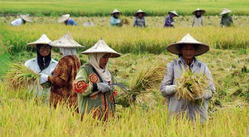 perkembangan pertanian indonesia