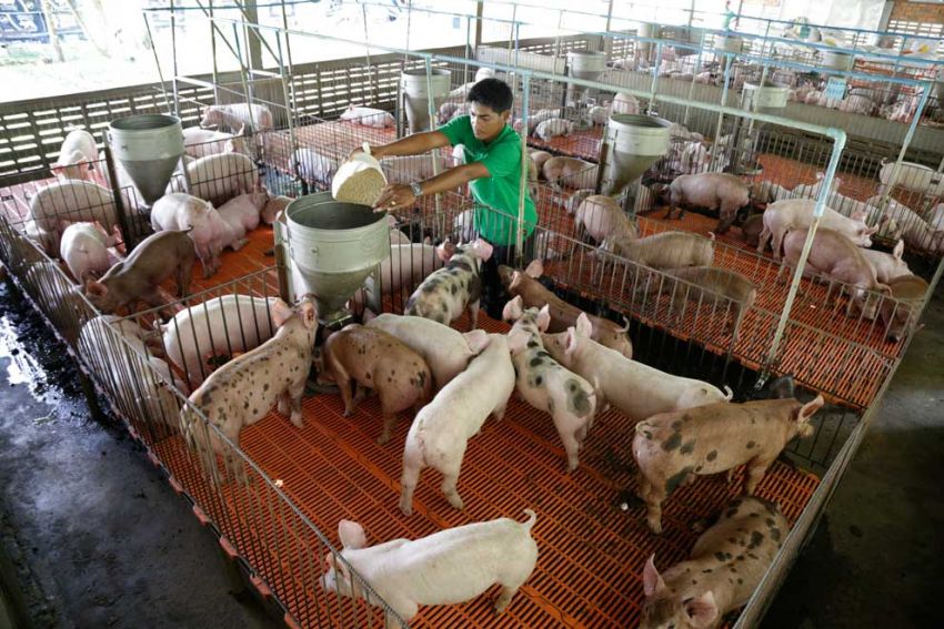 The price of live hog now ranges from 10,100-12,500 riel ($2.48-3.07) per kg, up from the 8,000 riel price tag in the same period last year. (Photo by: Hong Menea)