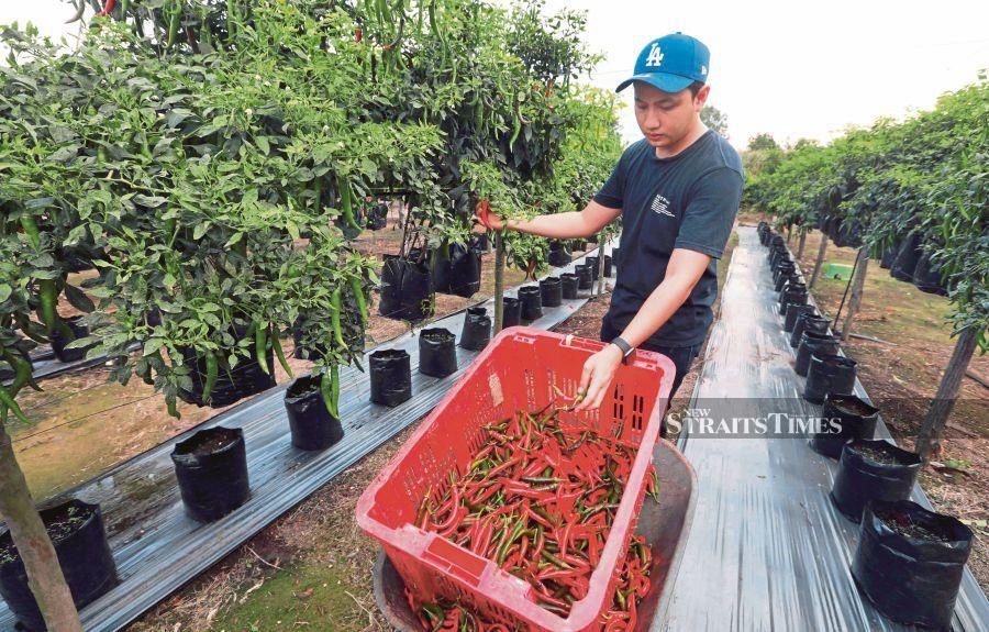 Food should thus be acknowledged as a key agenda in the 12th Malaysia Plan by addressing five main areas of food sustainability. - NSTP file pic