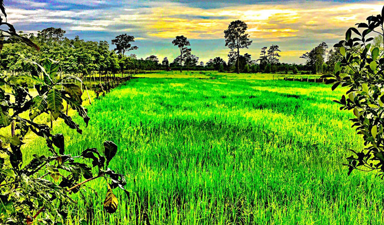 A Cambodian paddy field. Cambodian rice researchers will soon release a new rice variety more resilient to climate change that produces significantly better yields than conventional rice types. KT/Mark Hughes