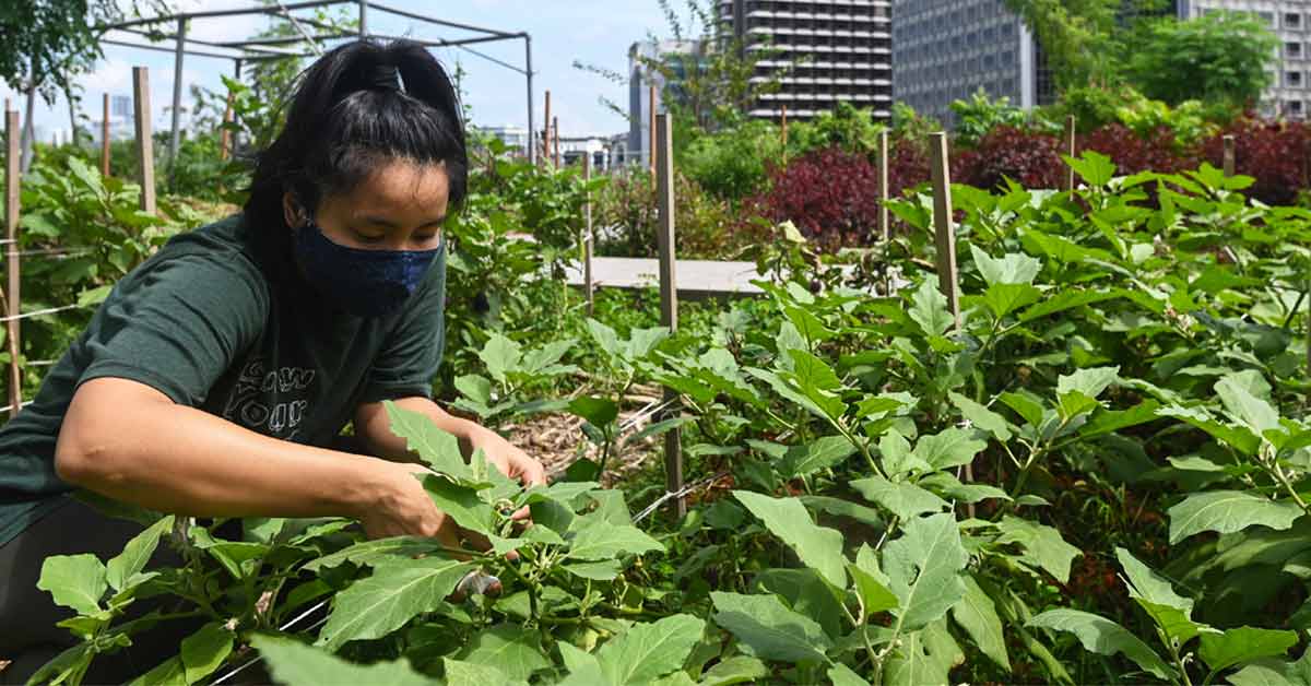 This photo taken on 7 September, 2020 shows a staff member tending to a rooftop garden used for urban farming to grow edible plants above the Raffles City mall in Singapore. (AFP Photo)
