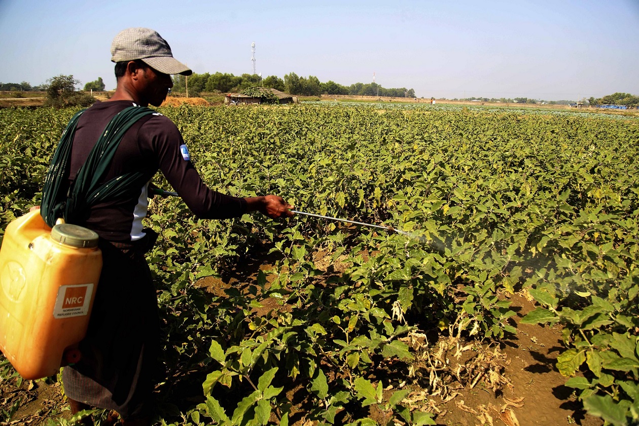 A man sprays insecticides on vegetables planted at the Thet Kel Pyin internally displaced persons (IDP) camp in Sittwe, Rakhina State, Myanmar, Feb 3, 2021. (Photo: AFP)