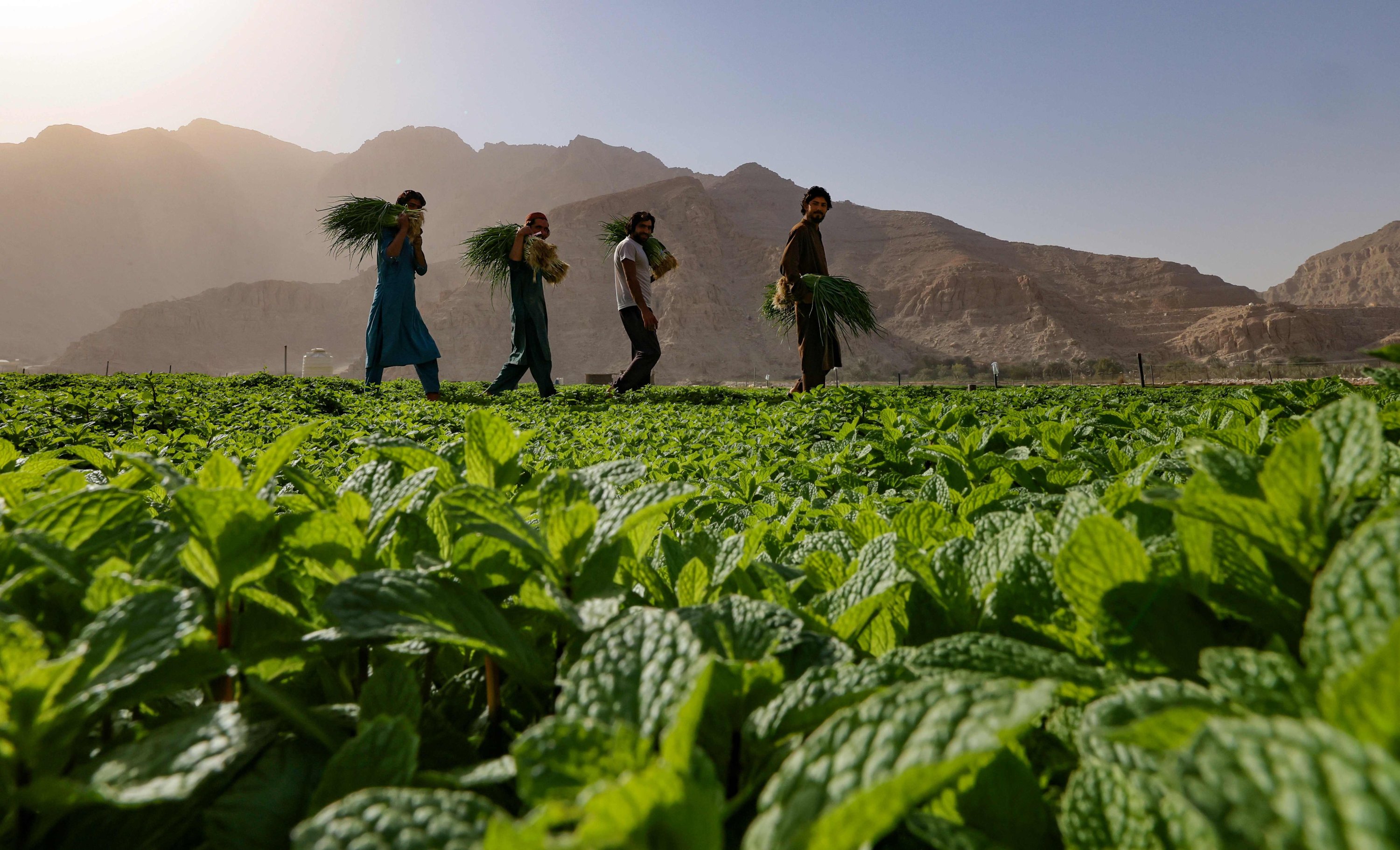 Farmers harvest leafy vegetables in a field in the mountain range of Jabel Jais, in the Gulf of Ras Al Khaimah, United Arab Emirates, Jan. 24, 2021 (Photo: AFP)