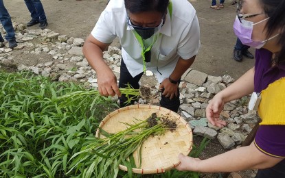 URBAN FARMING. Department of Agrarian Reform Secretary John Castriciones harvests fresh vegetables from their 'Buhay sa Gulay' urban farming project in St. John Bosco Parish in Tondo, Manila on Sunday (Jan. 3, 2021). He said the same project will soon start in Quezon City and Caloocan. (Photo by Marita Moaje)