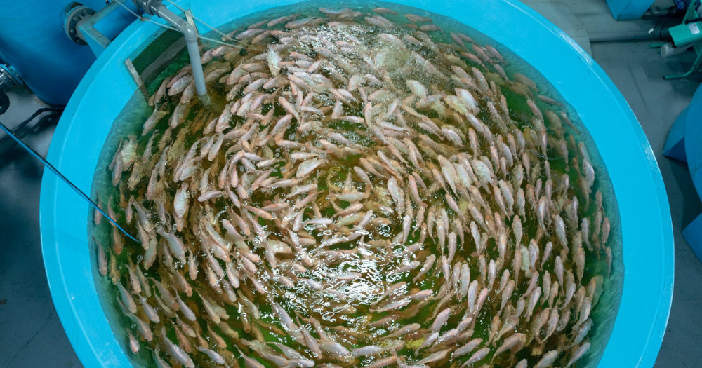 fish farm singapore