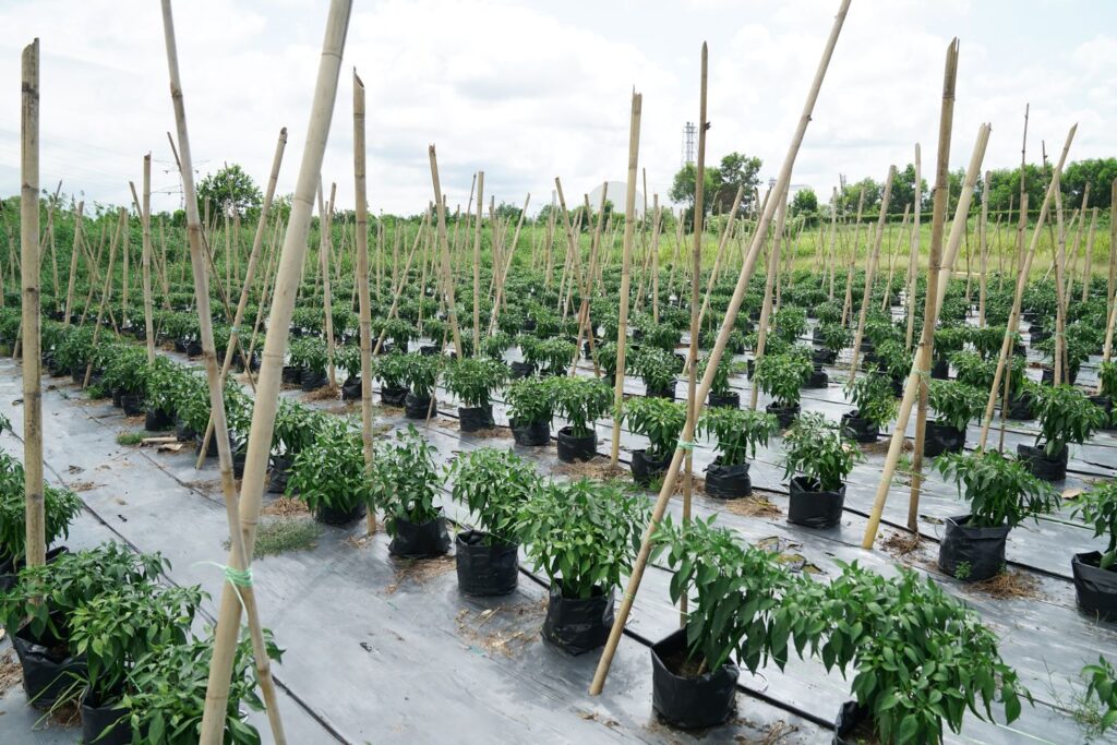AgroZid chose to plant chilli over rice as chilli offers a higher return on investment, utilising the Sakata 461 variety which can be harvested in four months, though a complete planting cycle including preparation and harvest typically takes five to six months in total. This variety can be harvested when green, eventually turning red within a few weeks time.