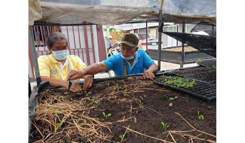 Rawan Bo-khuntod (l) and another farmer planting seedlings (Image by Pattama Kuentak/IPS)